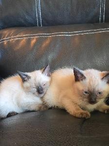 Purebred Applehead Siamese Kittens