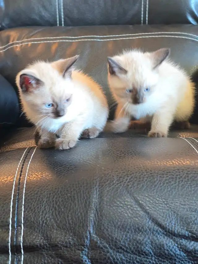 Purebred Applehead Siamese Kittens - Photo 3
