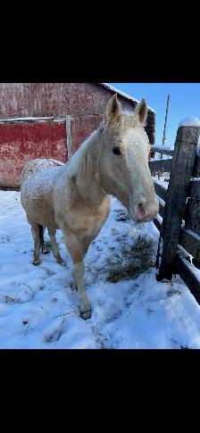 palamino broke to ride !