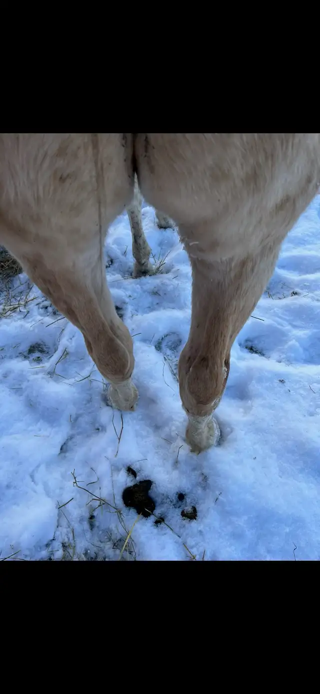 palamino broke to ride ! - Photo 2