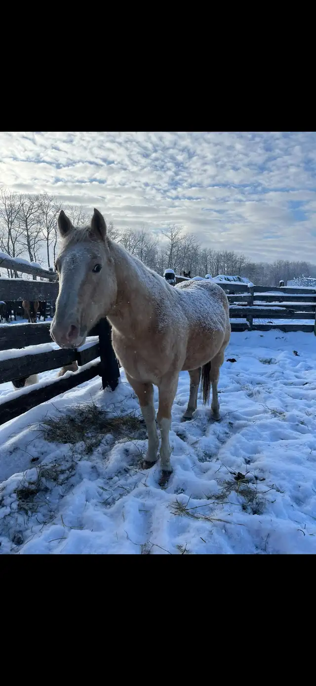 palamino broke to ride ! - Photo 3