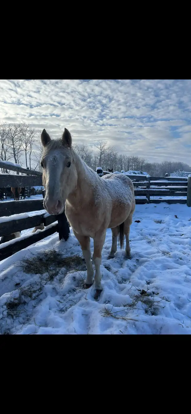 palamino broke to ride ! - Photo 4