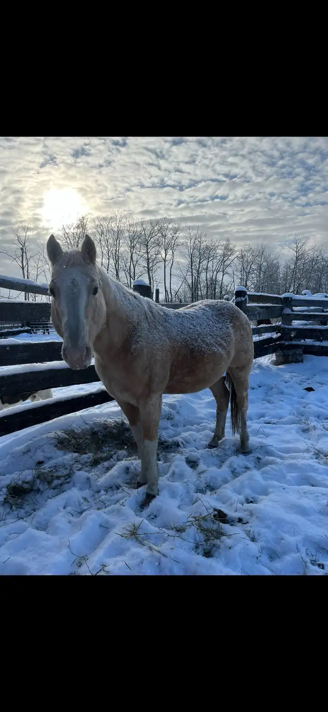 palamino broke to ride ! - Photo 5