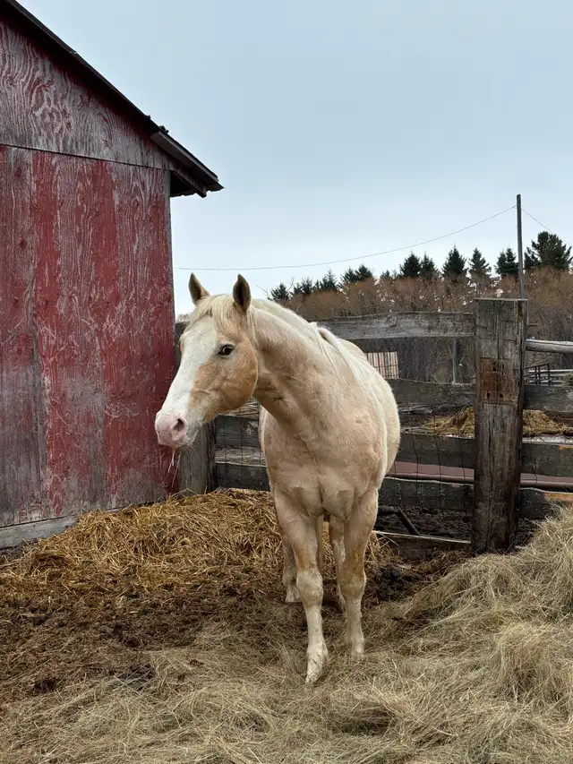 palamino broke to ride ! - Photo 7