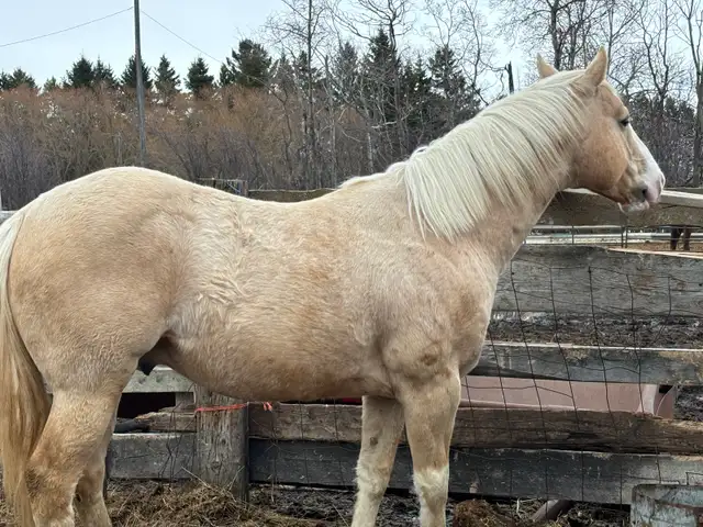 palamino broke to ride ! - Photo 8