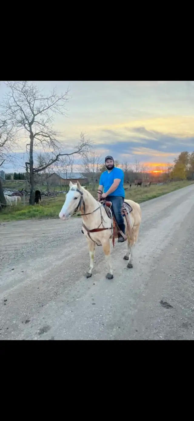 palamino broke to ride ! - Photo 9