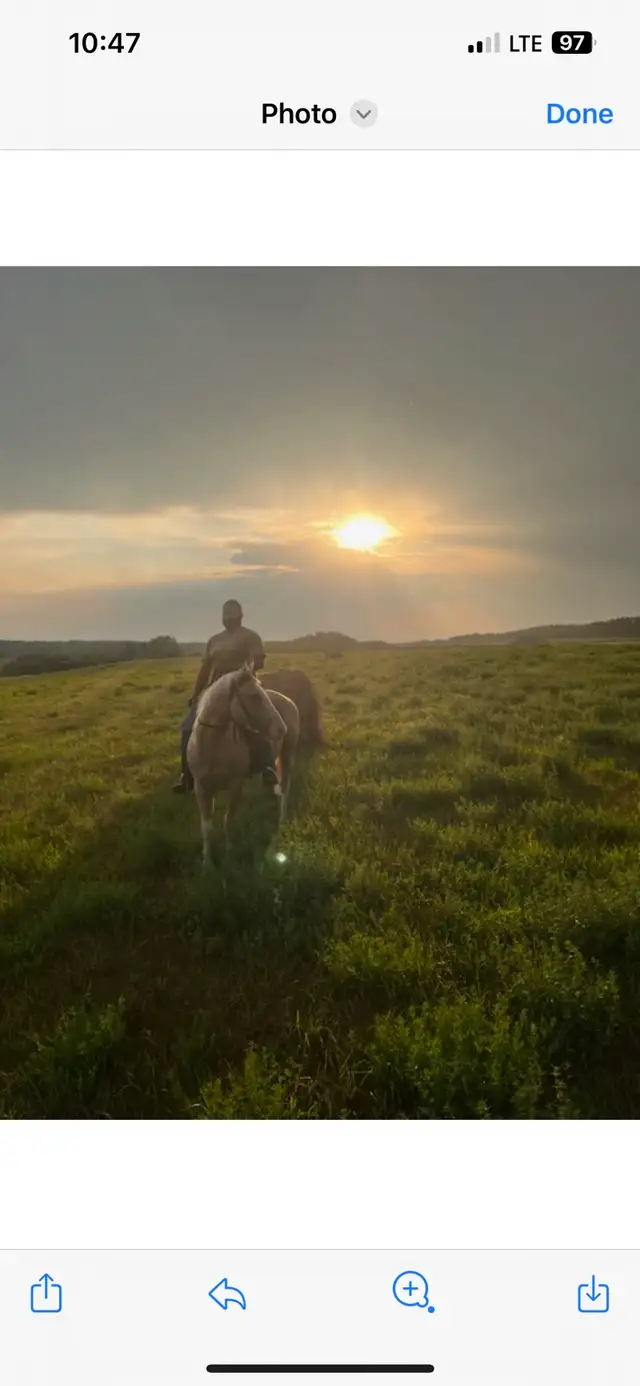 palamino broke to ride ! - Photo 10