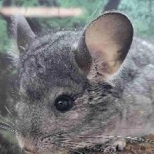 baby chinchillas