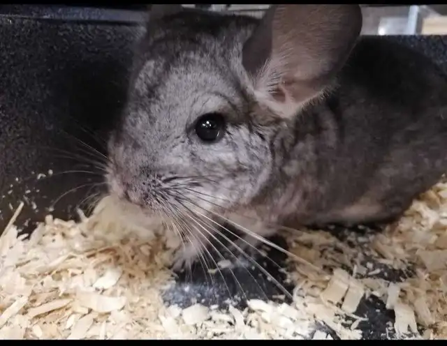 baby chinchillas - Photo 2