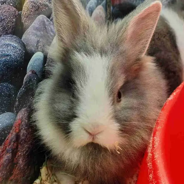 baby lionhead rabbits