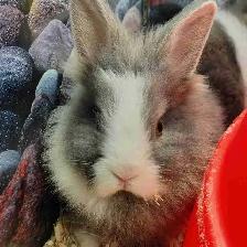 baby lionhead rabbits