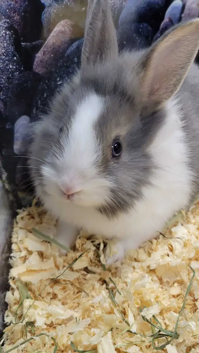 baby lionhead rabbits - Photo 2