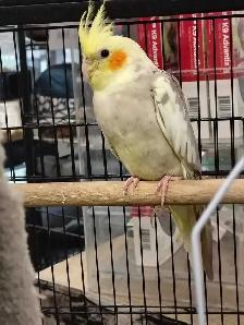 baby cockatiels - Photo 2