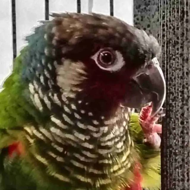 white cheek conure