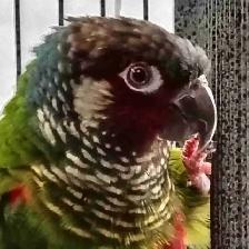 white cheek conure