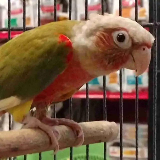 Red Factor pineapple conure