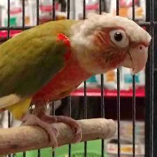 Red Factor pineapple conure