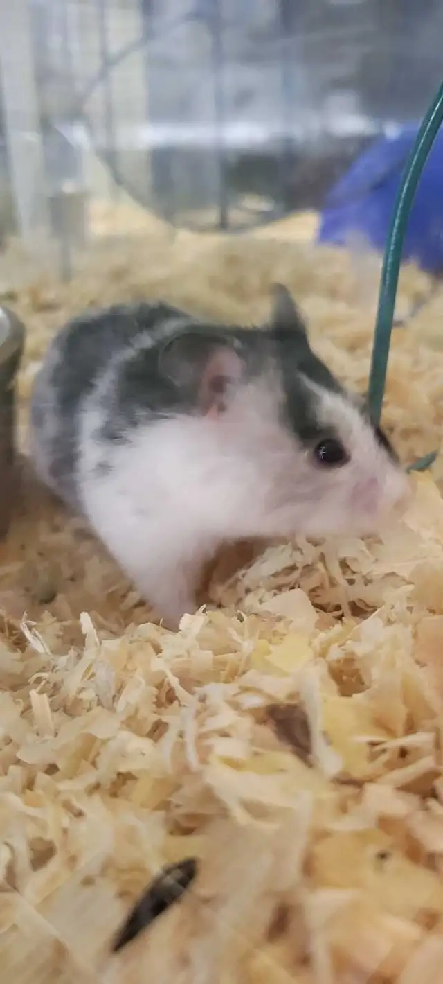 hamsters