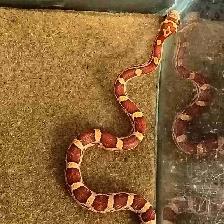 baby corn snake