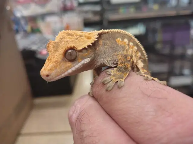 baby crested geckos