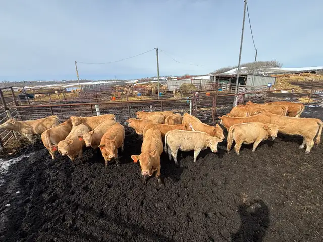 Tan Replacement Heifers