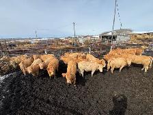 Tan Replacement Heifers