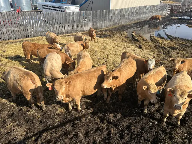 Tan Replacement Heifers - Photo 2