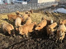 Tan Replacement Heifers - Photo 2