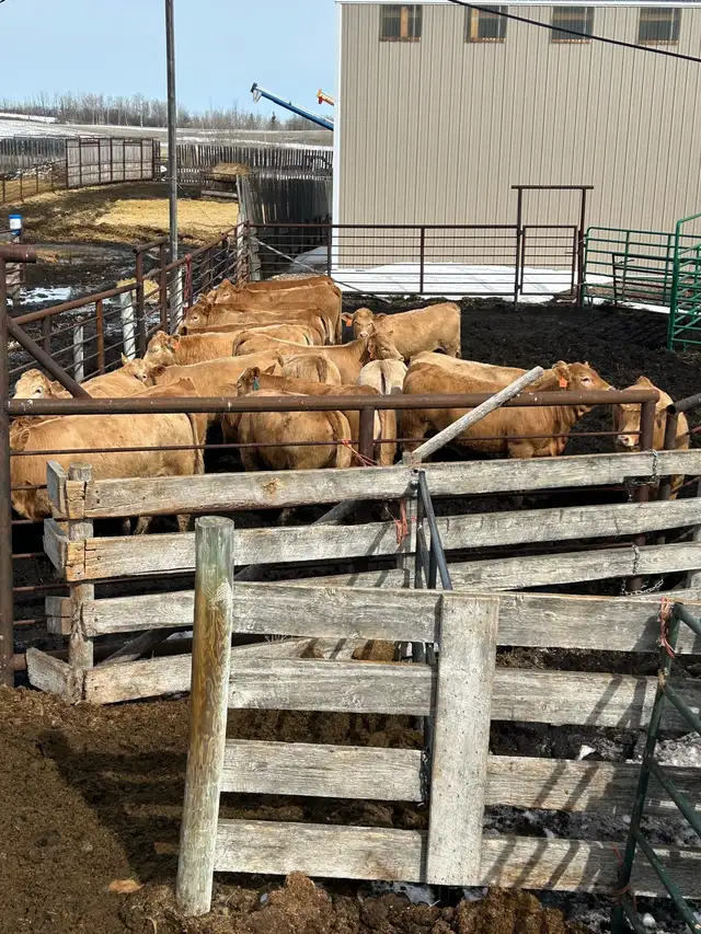 Tan Replacement Heifers - Photo 3