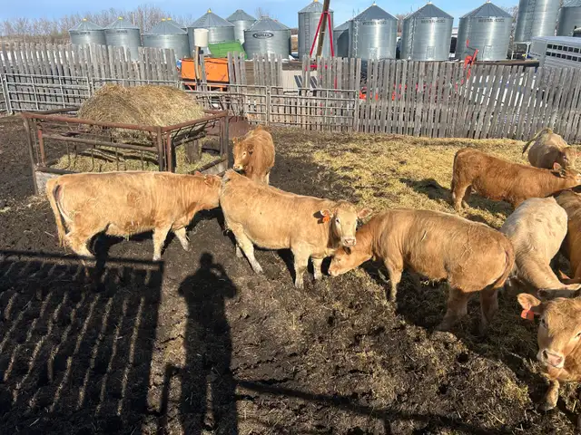 Tan Replacement Heifers - Photo 4