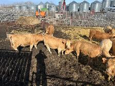 Tan Replacement Heifers - Photo 4