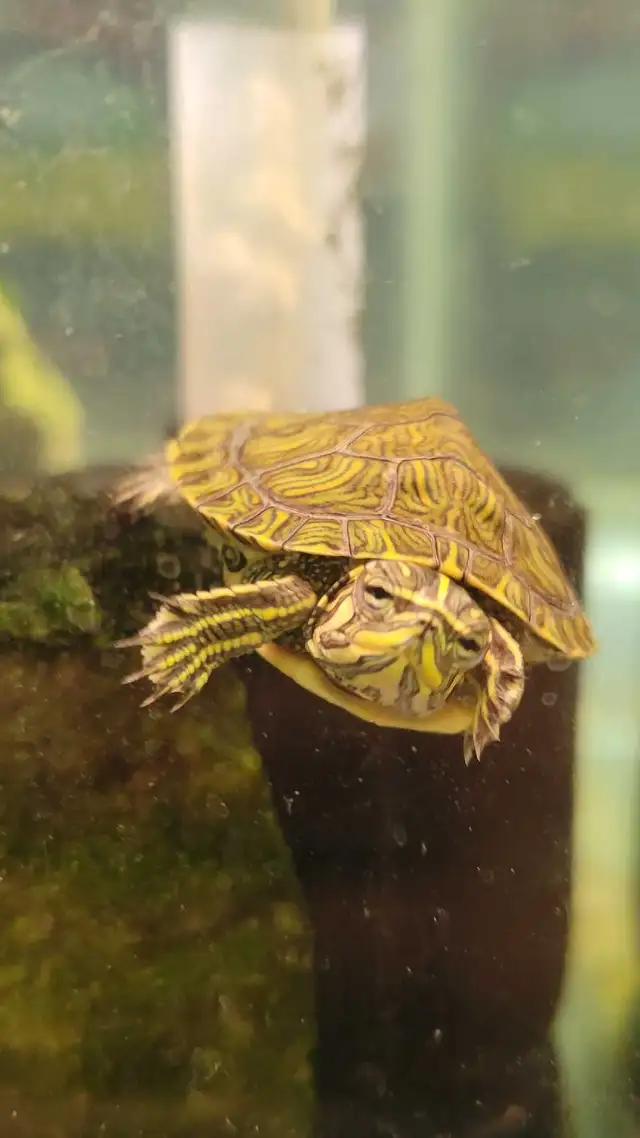 baby yellow belly cooter turtles