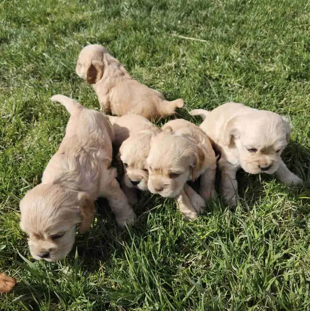 Cocker Spaniel pups for sale