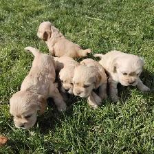 Cocker Spaniel pups for sale