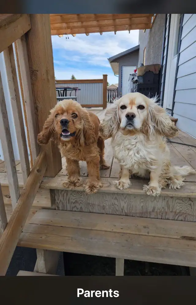 Cocker Spaniel pups for sale - Photo 2