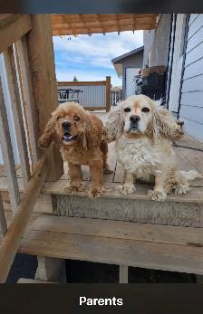 Cocker Spaniel pups for sale - Photo 2