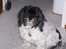 CITIZEN 11 INCH TV and 20 DISNEY VHS  TAPES