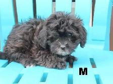 Black shipoo puppies