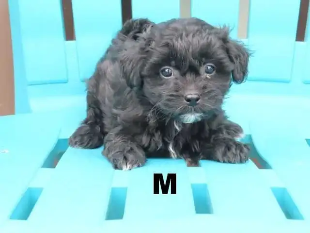 Black shipoo puppies - Photo 2