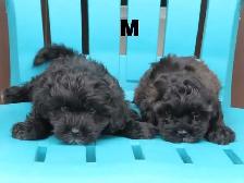 Black shipoo puppies - Photo 3