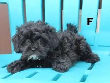 Black shipoo puppies - Photo 4