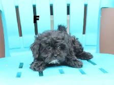Black shipoo puppies - Photo 5