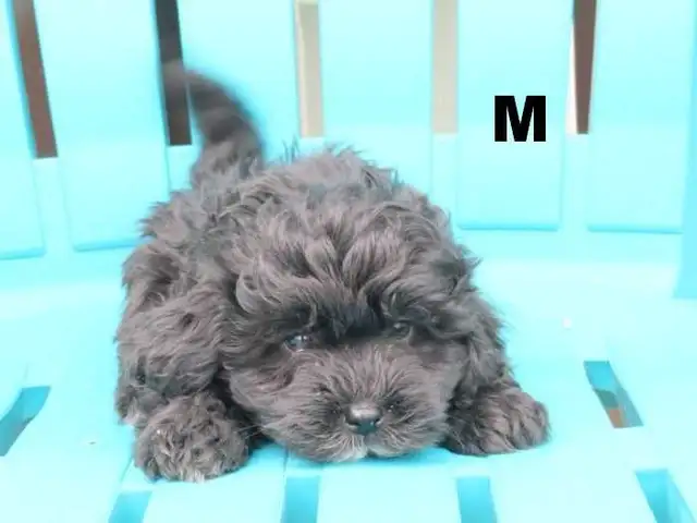 Black shipoo puppies - Photo 6