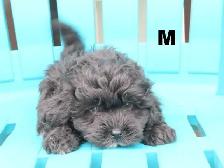 Black shipoo puppies - Photo 6