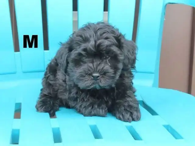 Black shipoo puppies - Photo 7