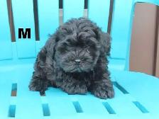 Black shipoo puppies - Photo 7