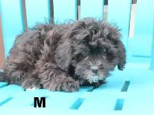 Black shipoo puppies - Photo 8