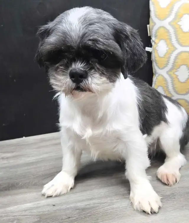 Black shipoo puppies - Photo 9