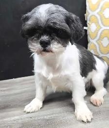Black shipoo puppies - Photo 9