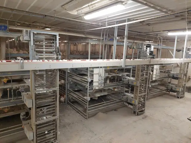 Leghorn chickens for sale